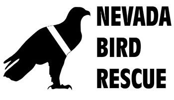 nevada_bird_rescue