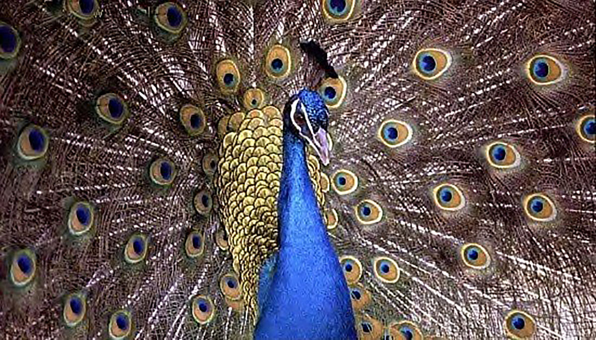 Peacock