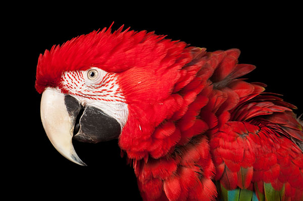 A green-winged macaw or green and red macaw (Ara chloroptera) at the World Bird Sanctuary.