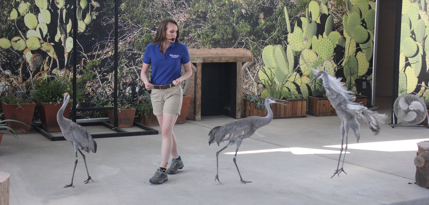 The Birdman® World Class Bird Shows and more!